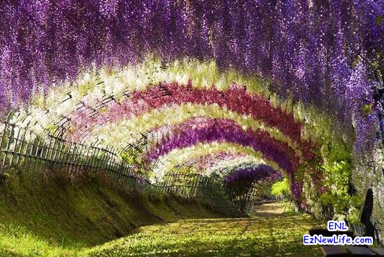 美麗的紫藤隧道。