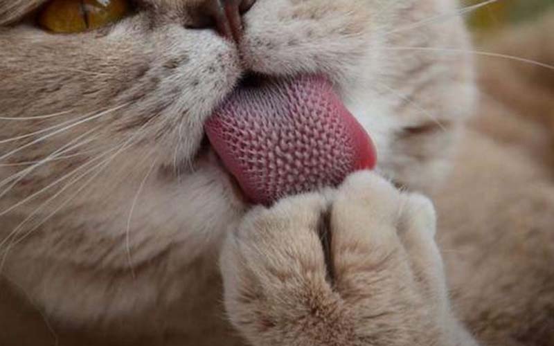           為什麼被貓咪舔會有種刺痛感？實拍貓咪舌頭上的密集倒刺！這些倒刺有何功用呢？  -               