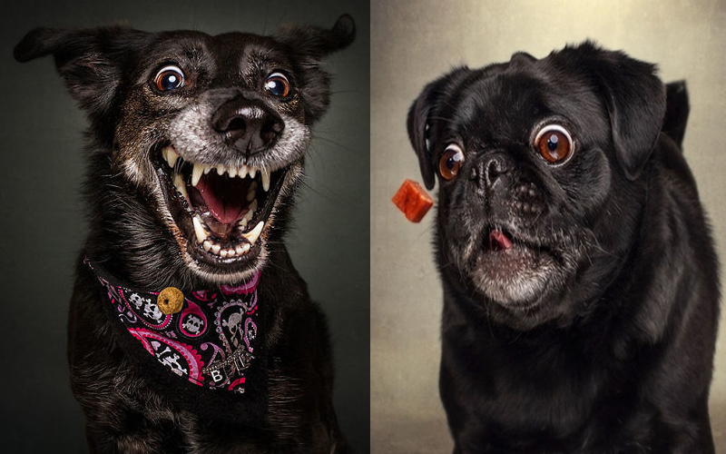 攝影師精準拍下「狗狗接食物」的瞬間，超爆笑貪吃表情讓所有人笑翻：到底多想吃