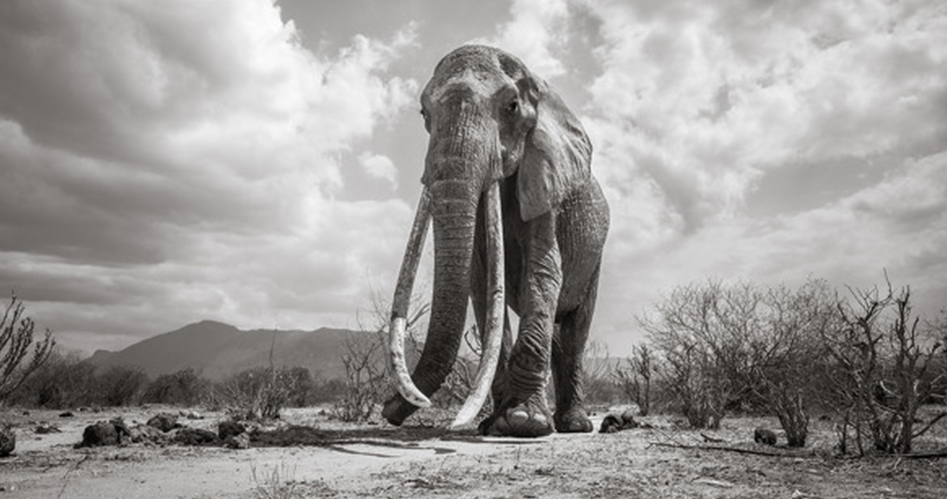 攝影師費時18個月！肯亞「女王象」生前最後照片曝光...每一張都嘆為觀止！
