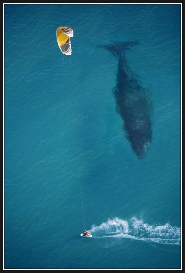 鯨魚有多大
