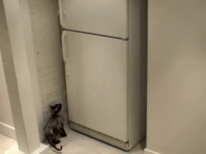 貓咪自己開冰箱找東西吃。