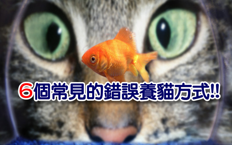 《科學小知識》你以為貓愛吃魚嗎６個常見的錯誤養貓方法