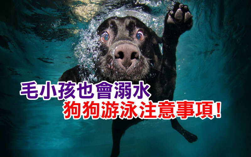 《科學小知識》狗狗也會溺水  帶毛小孩游泳先搞懂 ５件事