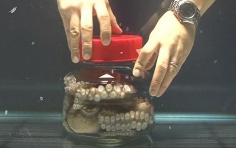 把一隻大章魚鎖緊在透明玻璃桶中，牠竟聰明到「這樣逃脫」  太神了