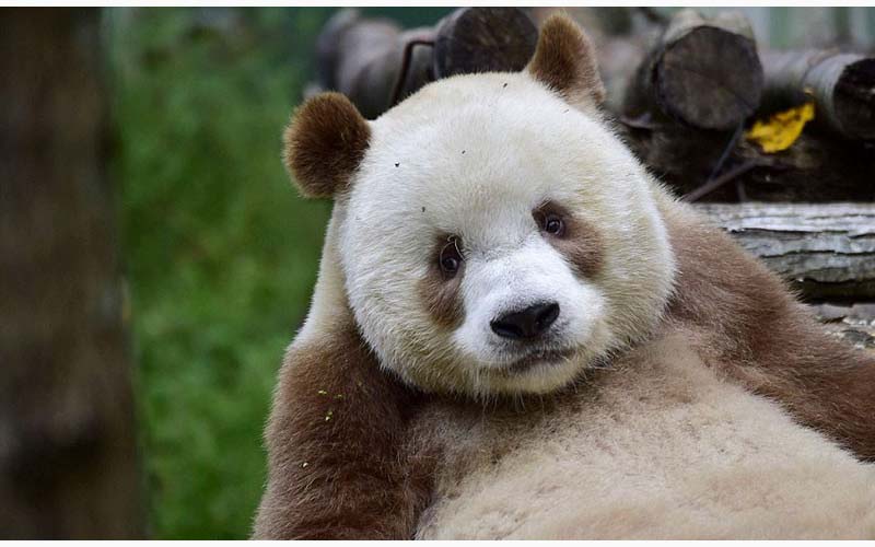 牠是世界上唯一的棕色熊貓，也因毛色跟大家不同而遭媽媽及同伴遺棄欺負，但現在牠可是過得很幸福呢