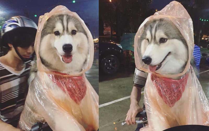 網友騎車載著狗狗出門，主人將雨衣給牠穿，樣子真萌到路過的人了