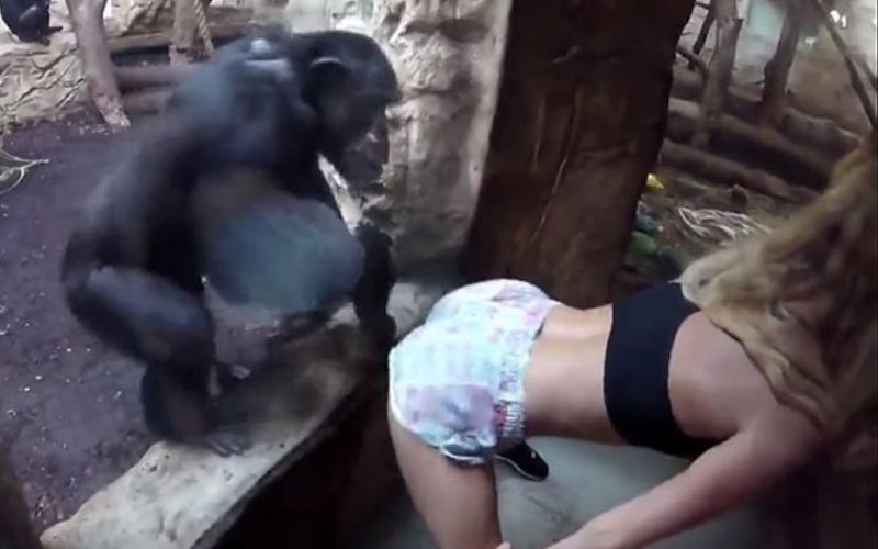 外國辣妹對著黑猩猩大抖翹臀跳艷舞，  結果牠「超本能反應…」讓大家都笑了