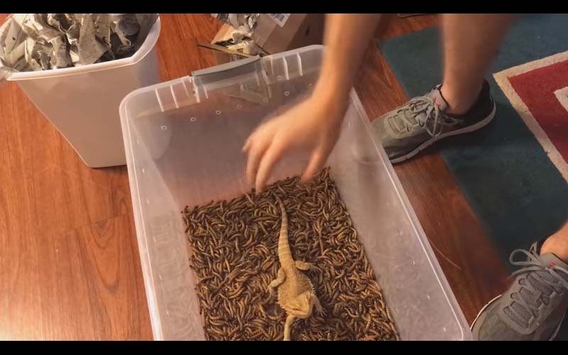 鬆獅蜥的2000隻蟲蟲大餐，剛看到這麼多食物愣了一下，下一秒萌起來大吃