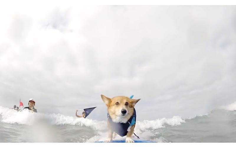 狗界網紅  柯基「海上衝浪」架式十足圈粉無數，背後原因卻令人鼻酸