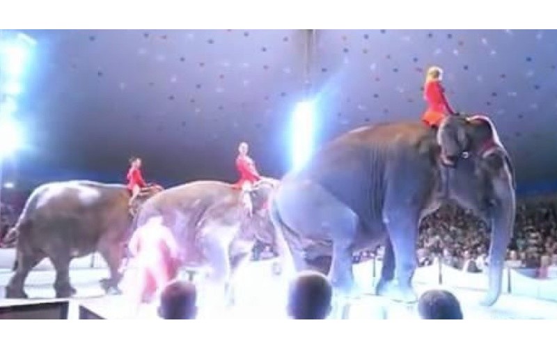 馬戲團「大象表演」卻失足從高處摔落！同伴秒上前關心...網友怒：請抵制馬戲團！