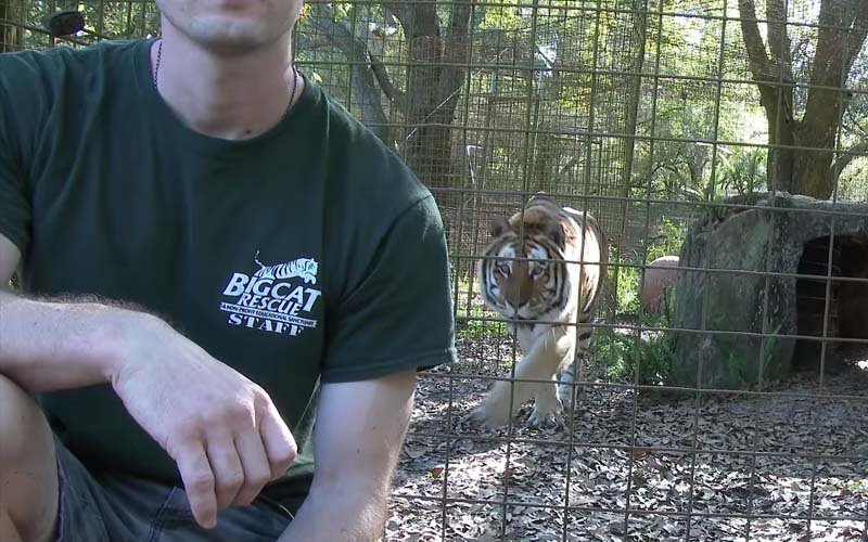 「千萬別背對著老虎」美國飼養員親身試驗，讓大家知道老虎們根本都是「奧斯卡演員」